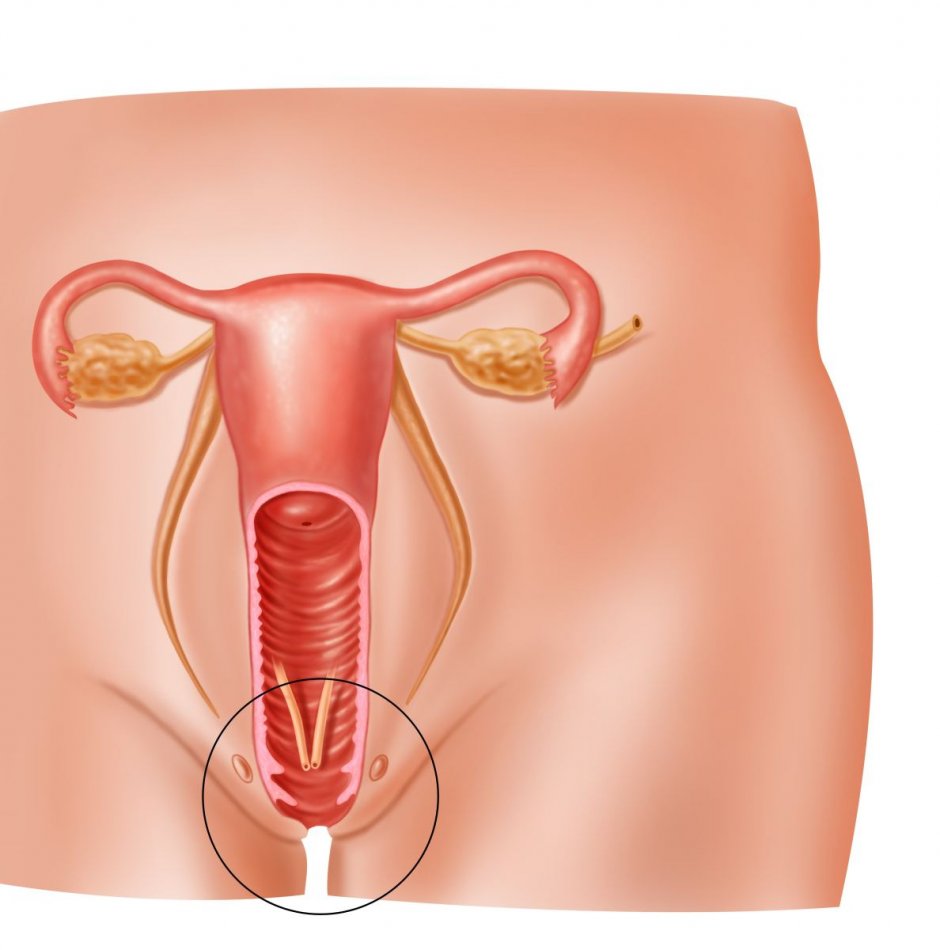 Формы женских гениталий