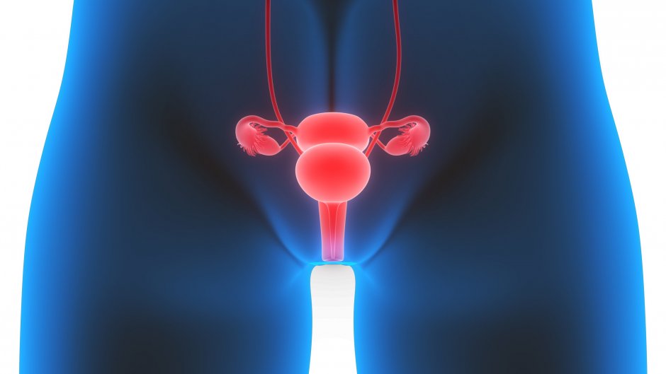 Репродуктивные органы женщины