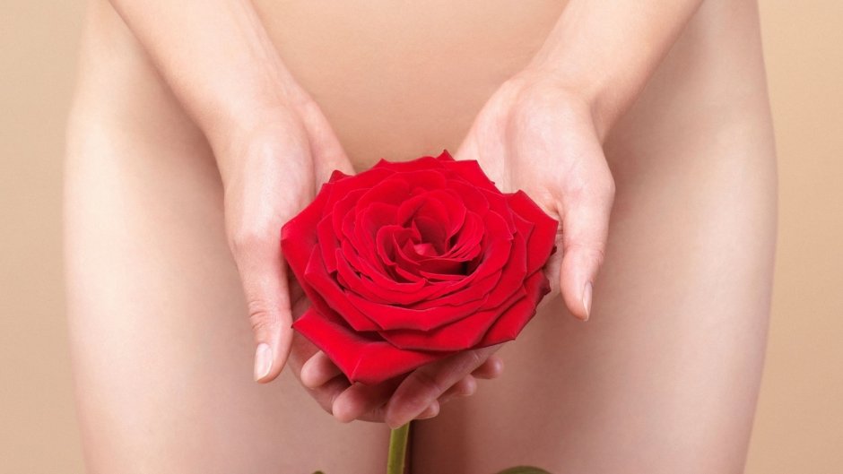 Анатомия женских гениталий