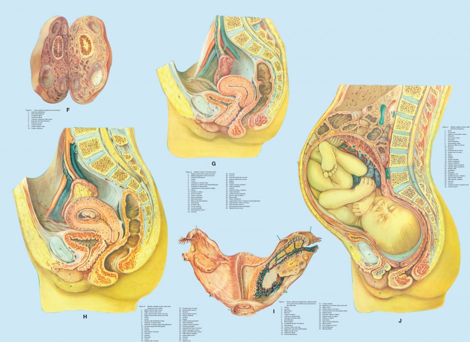 Широкой влагалище женщина худая