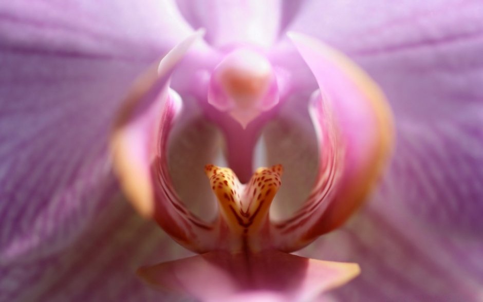 Красивые половые органы