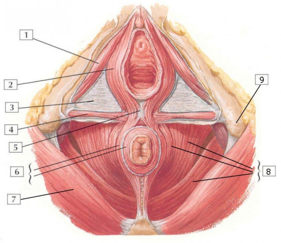 Грейпфрут в виде вагины