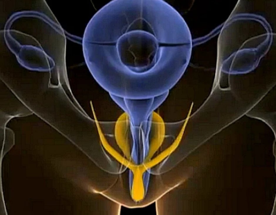 Женские гениталии в разрезе