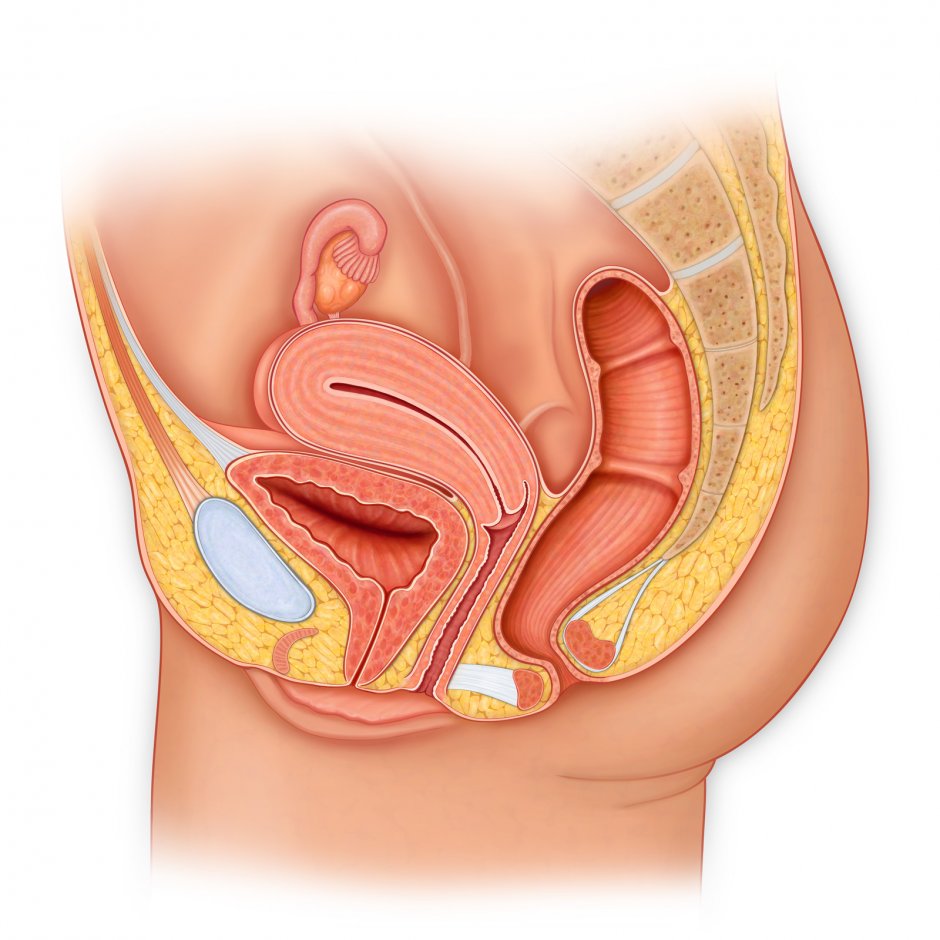 Красивые половые органы