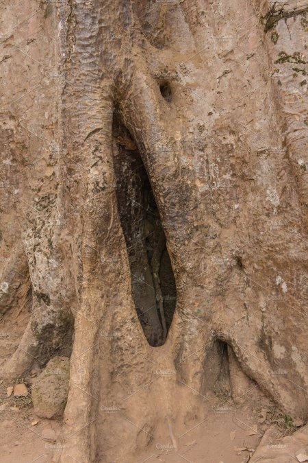 Beautiful shaved female pubes