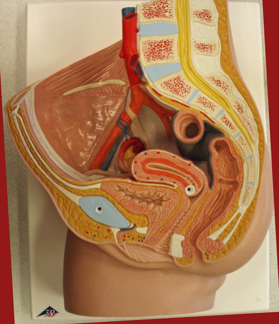 Женский половой орган изнутри