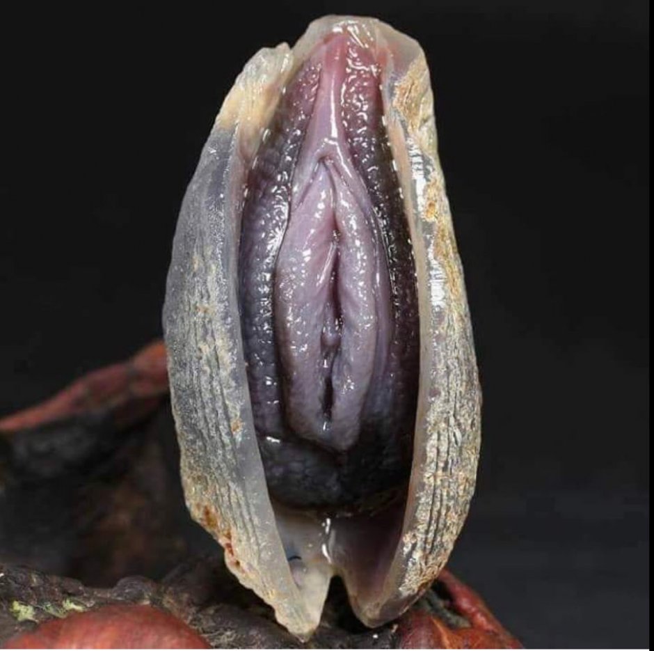 Женщины с бритыми лобками