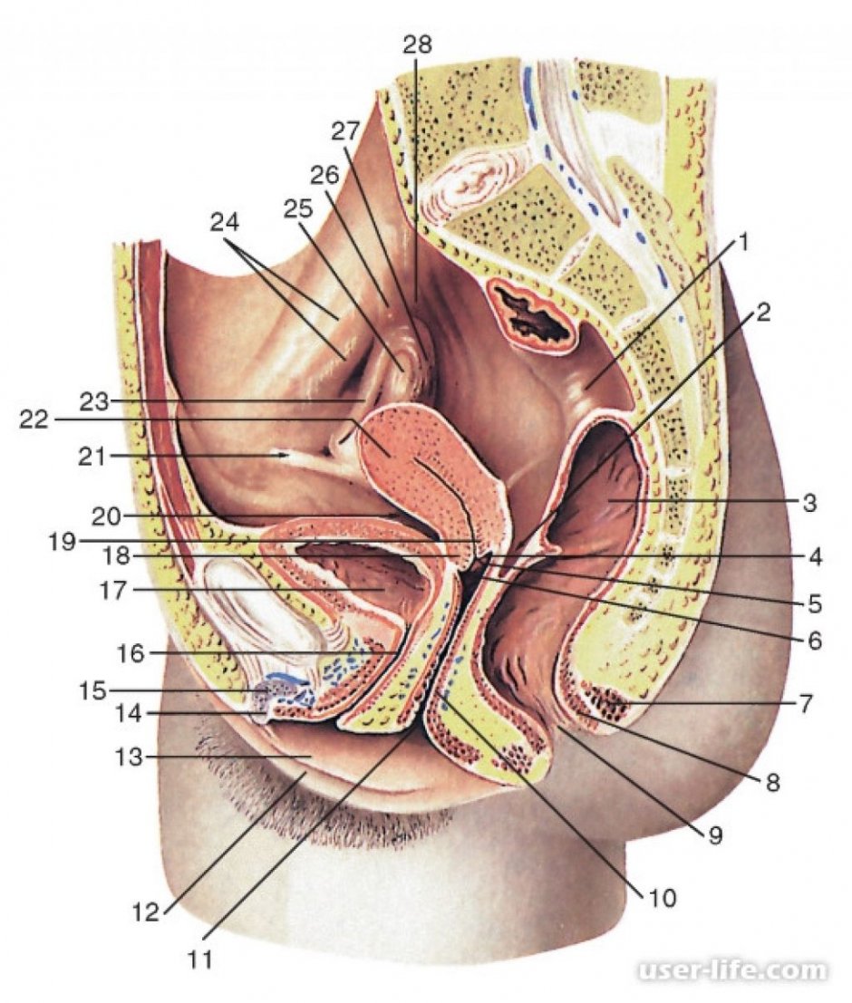 прямая кишка анатомия у женщин строение фото
