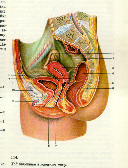 Beautiful female genital organs