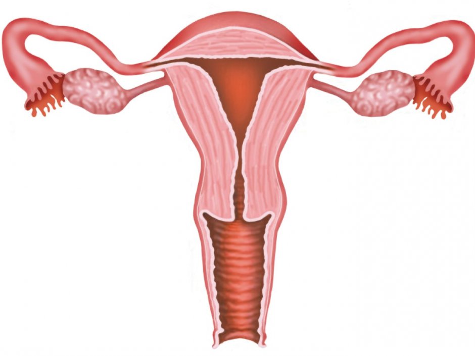 Менструация крупным планом
