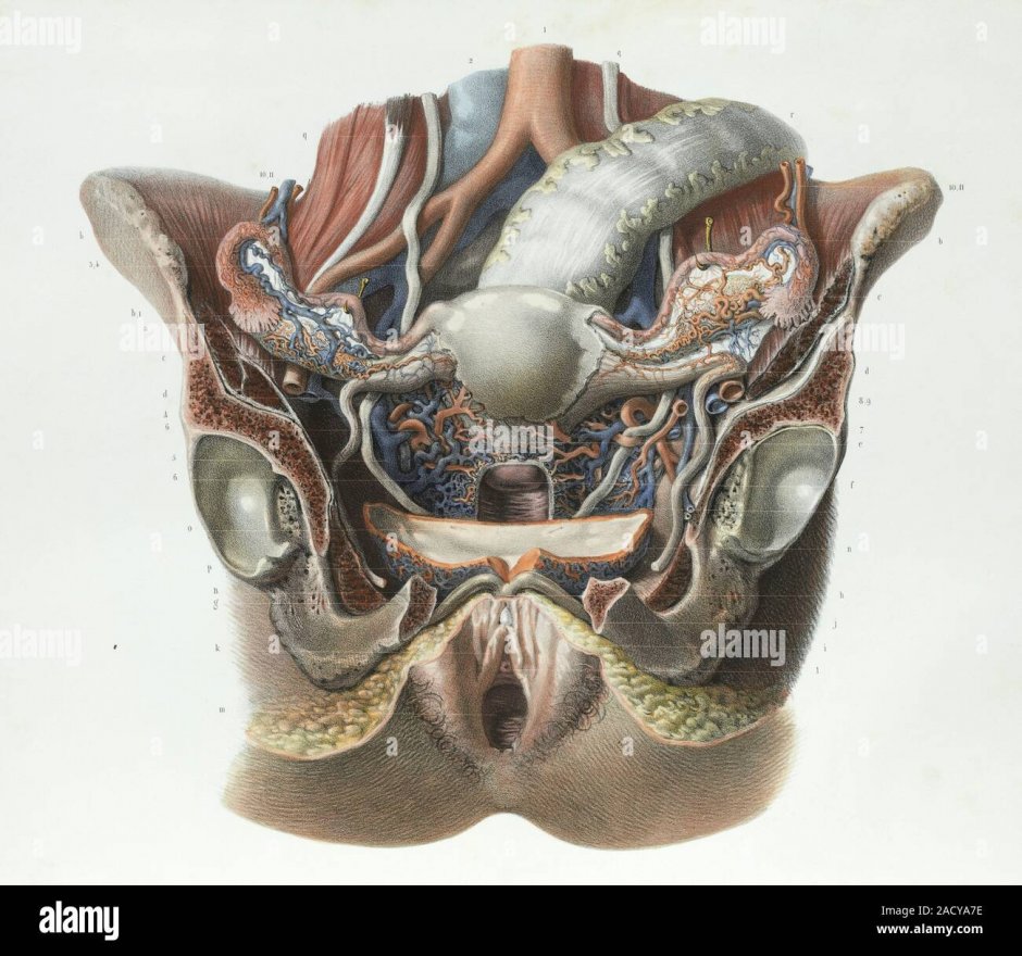Анатомия женщины внутренние органы малого таза