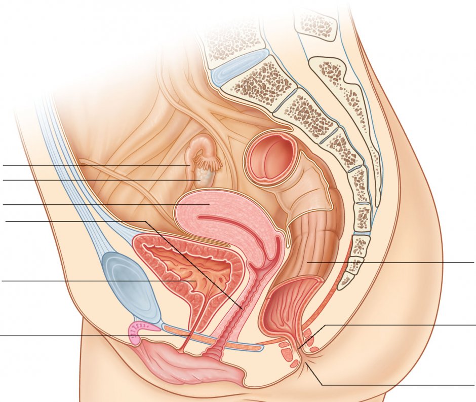 Большие женские половые органы