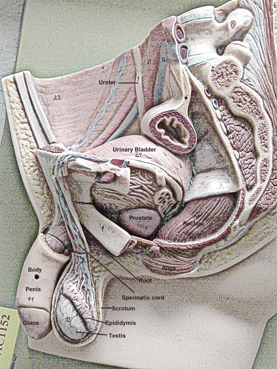 Строение мужских половых органов