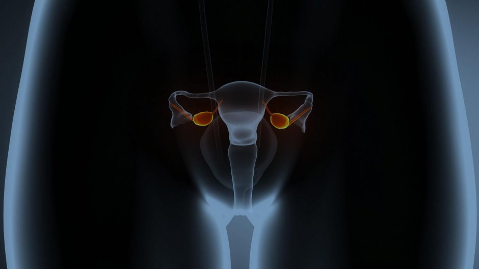 Женская половая система анатомия