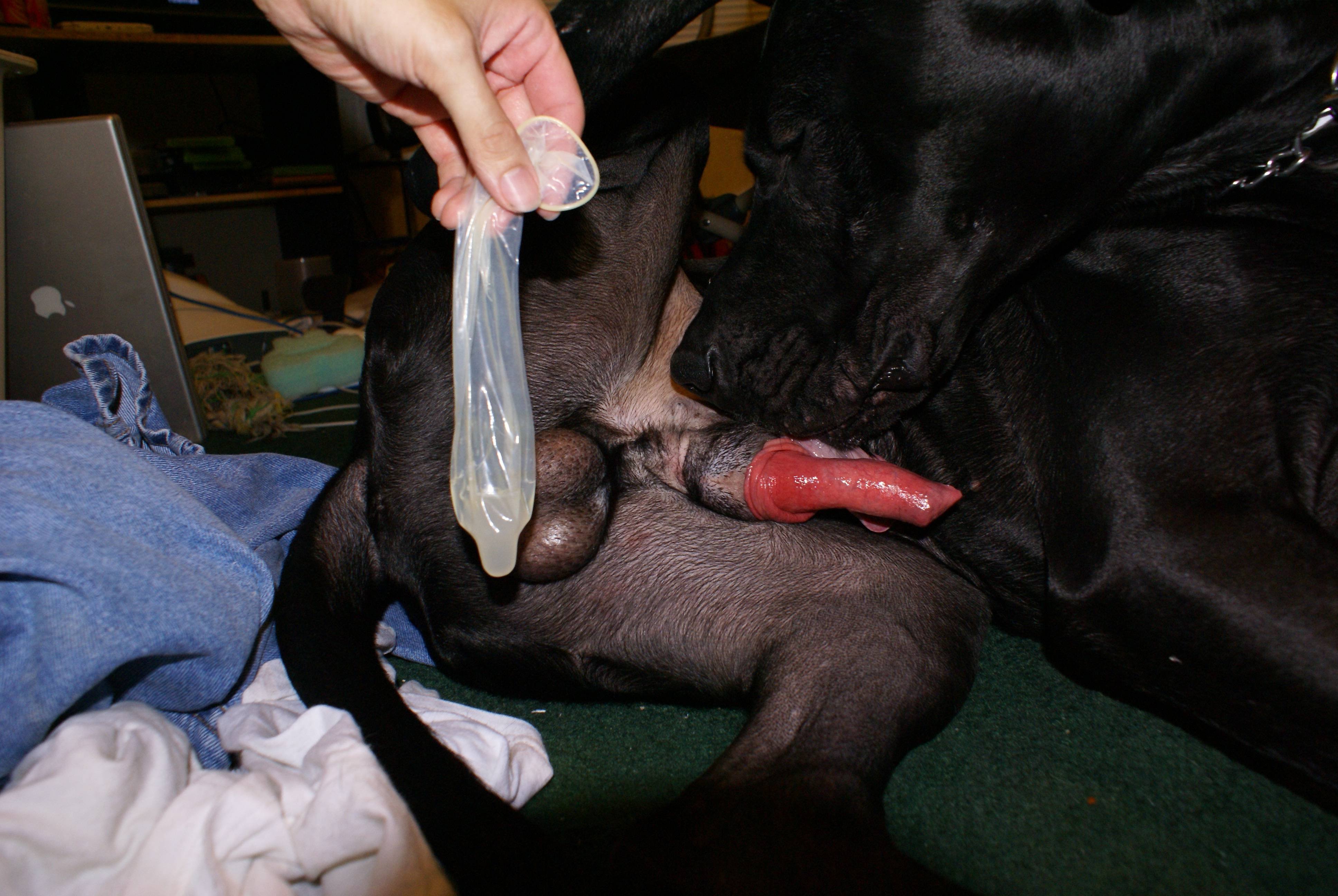 собачья сперма во влагалище фото 87