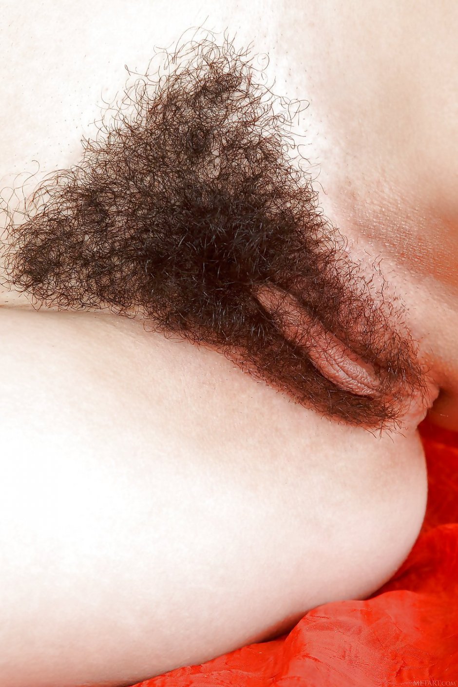 Красивый волосатый лобок