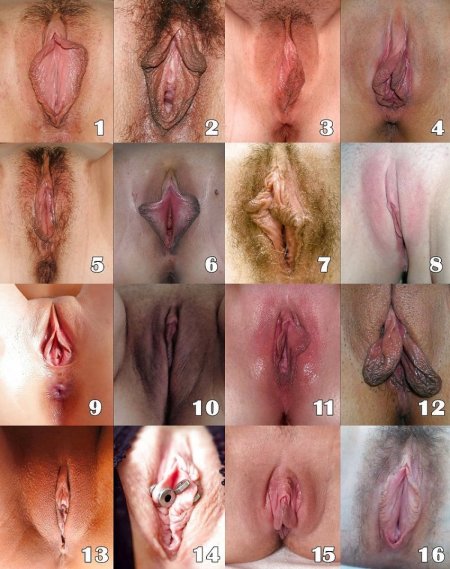 Type of pussy