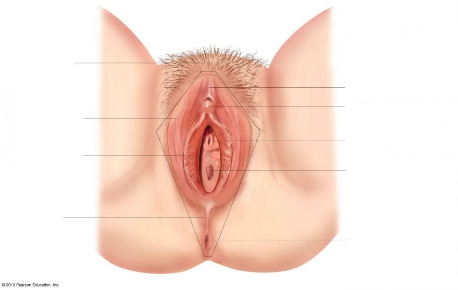 Необычные половые органы