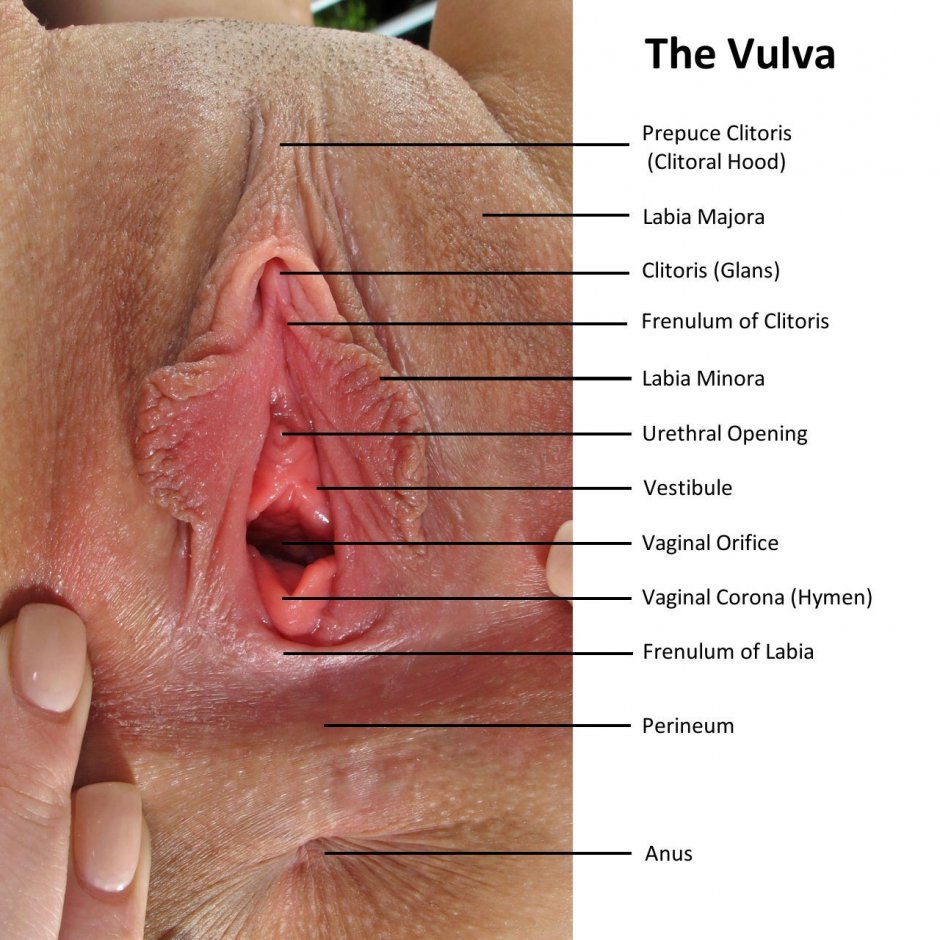 Вагины разных национальностей