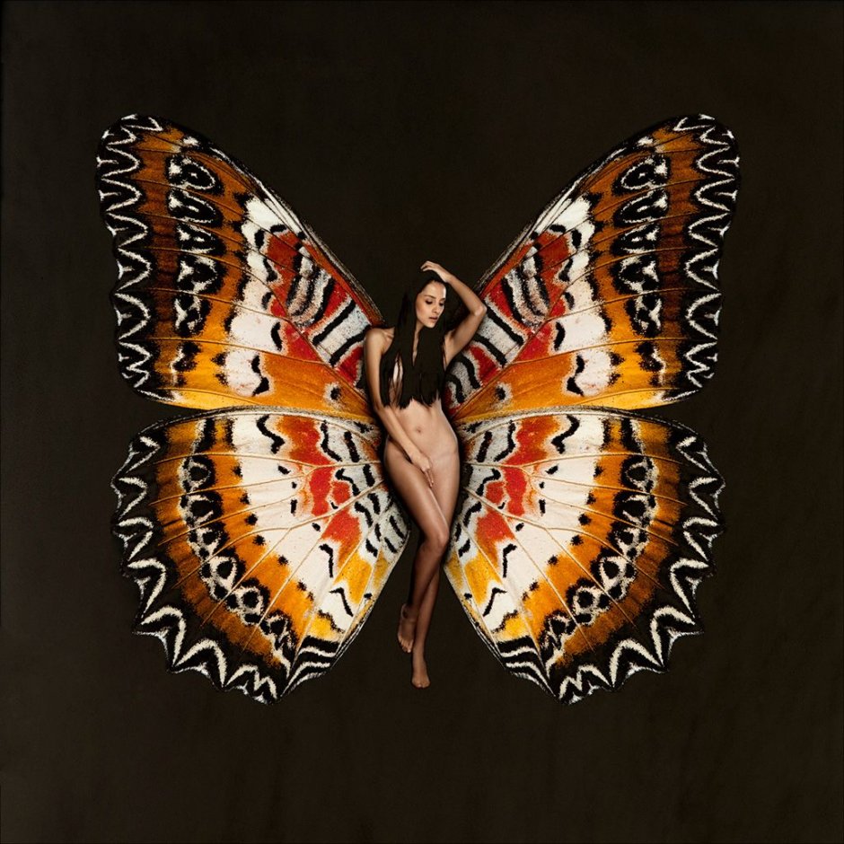 Коллекция ночных бабочек