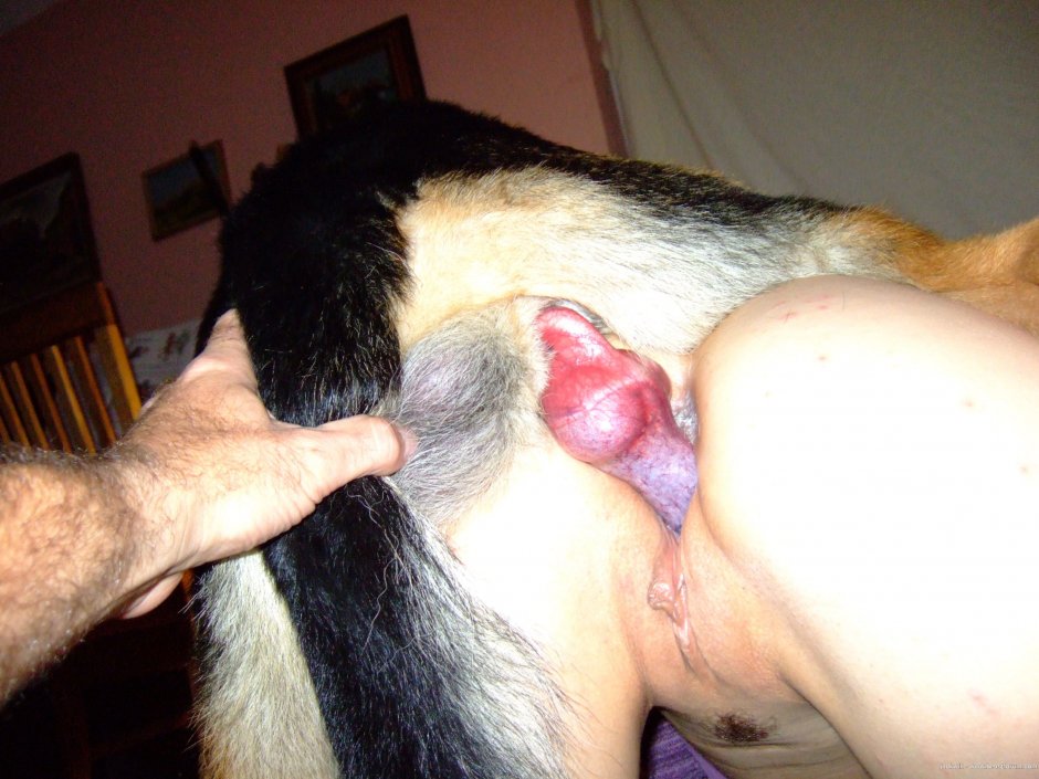 Собаки кончают в баб зоо