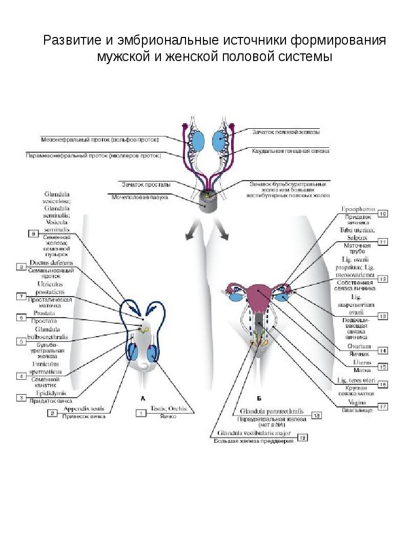 Наиболее чувствительные зоны у мужчин
