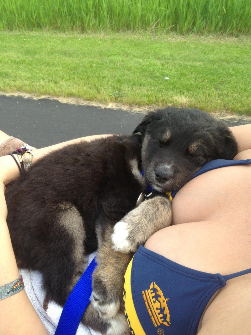 Озабоченная собака