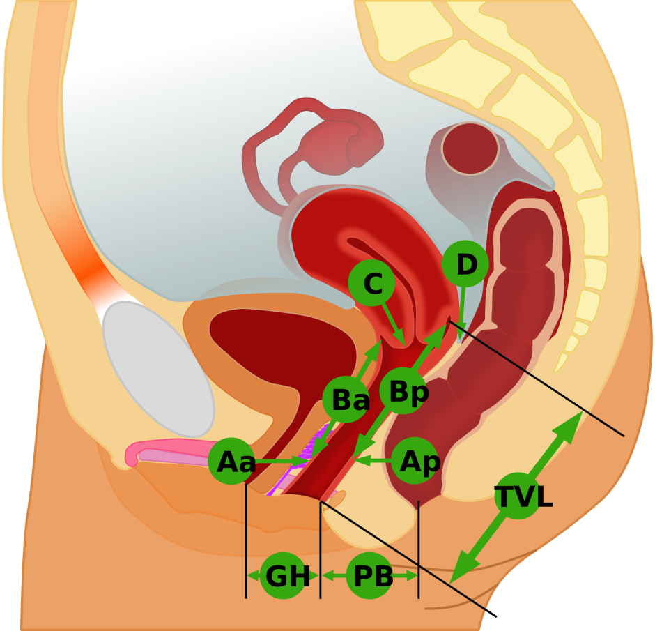 Тело женщины эрогенные места