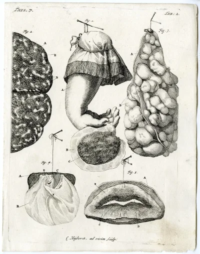 Сара Бартман чёрная Венера