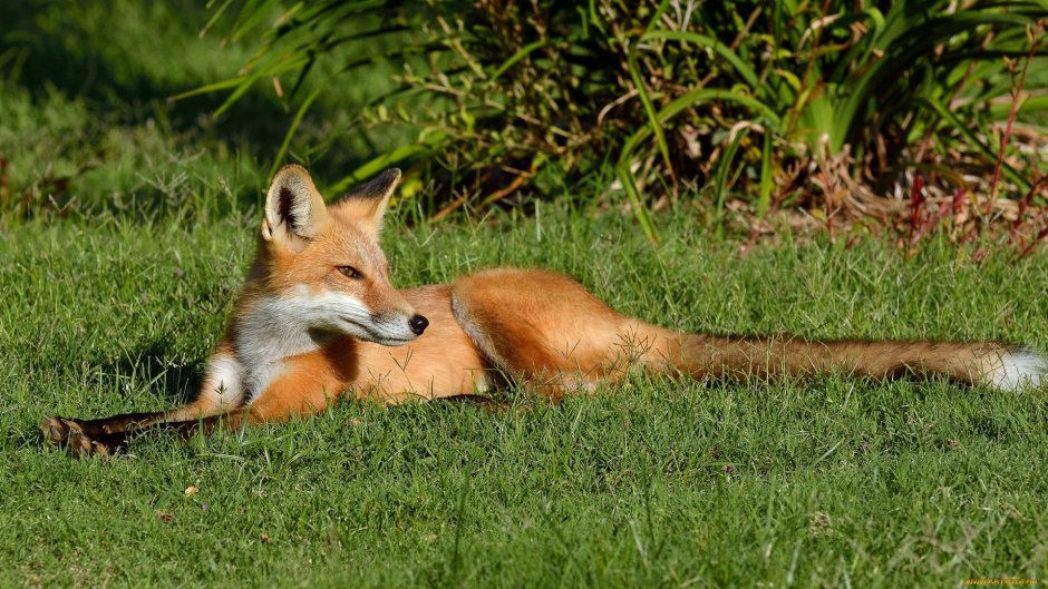 Фурри furotica Лис