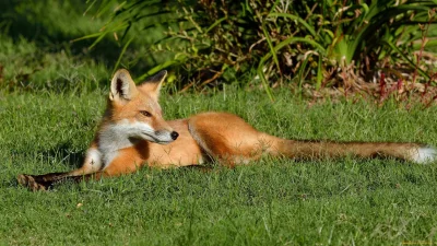 Фурри furotica Лис