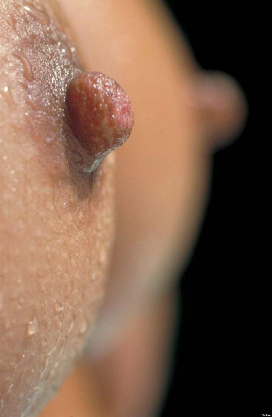 Женский сосок под микроскопом