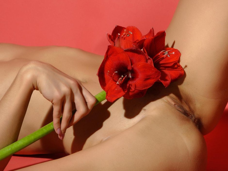 Гиппеаструм ред лион