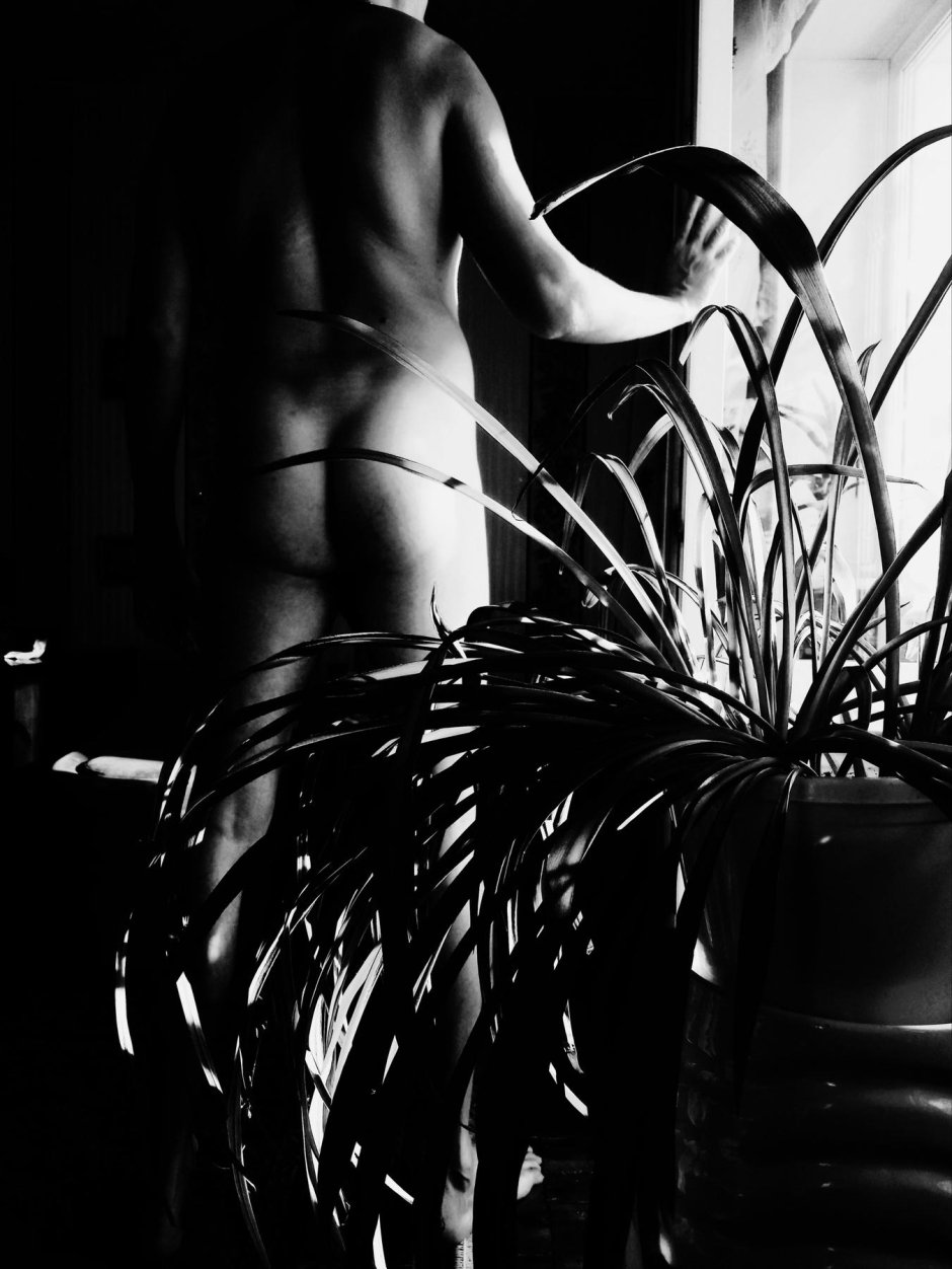 Растение хлорофитум