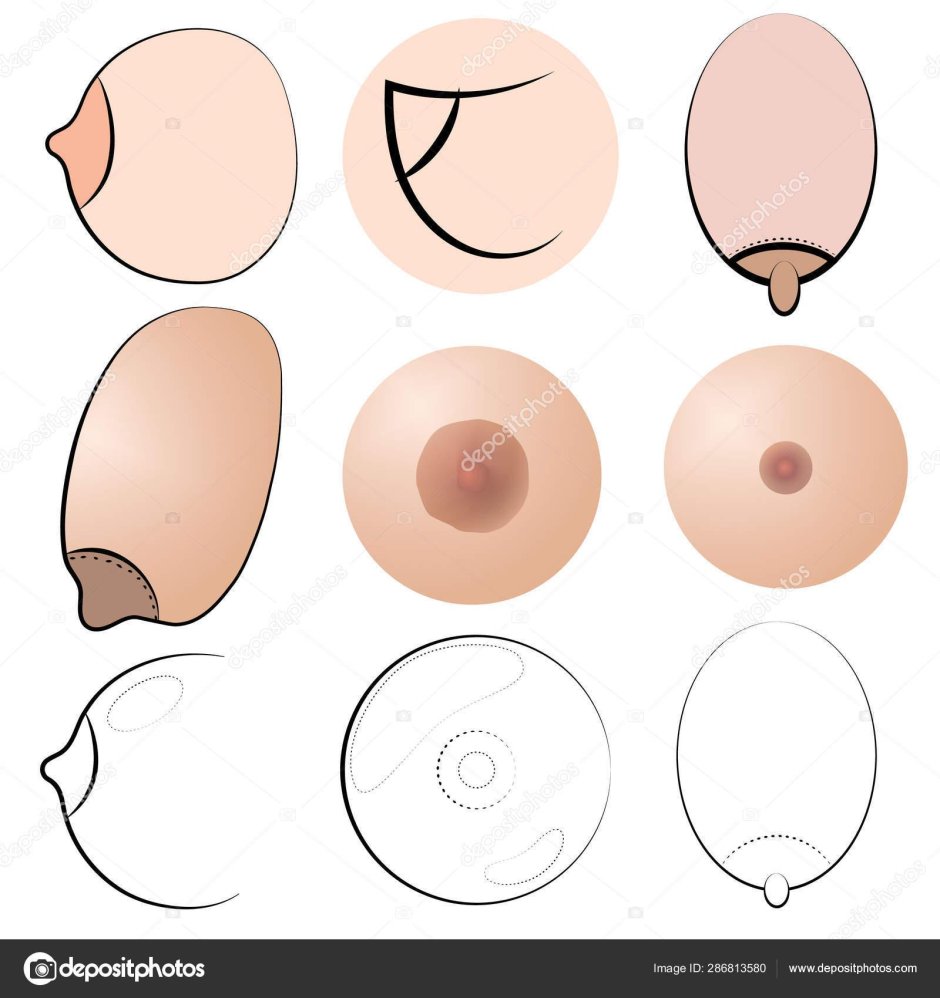 Виды женских сосков