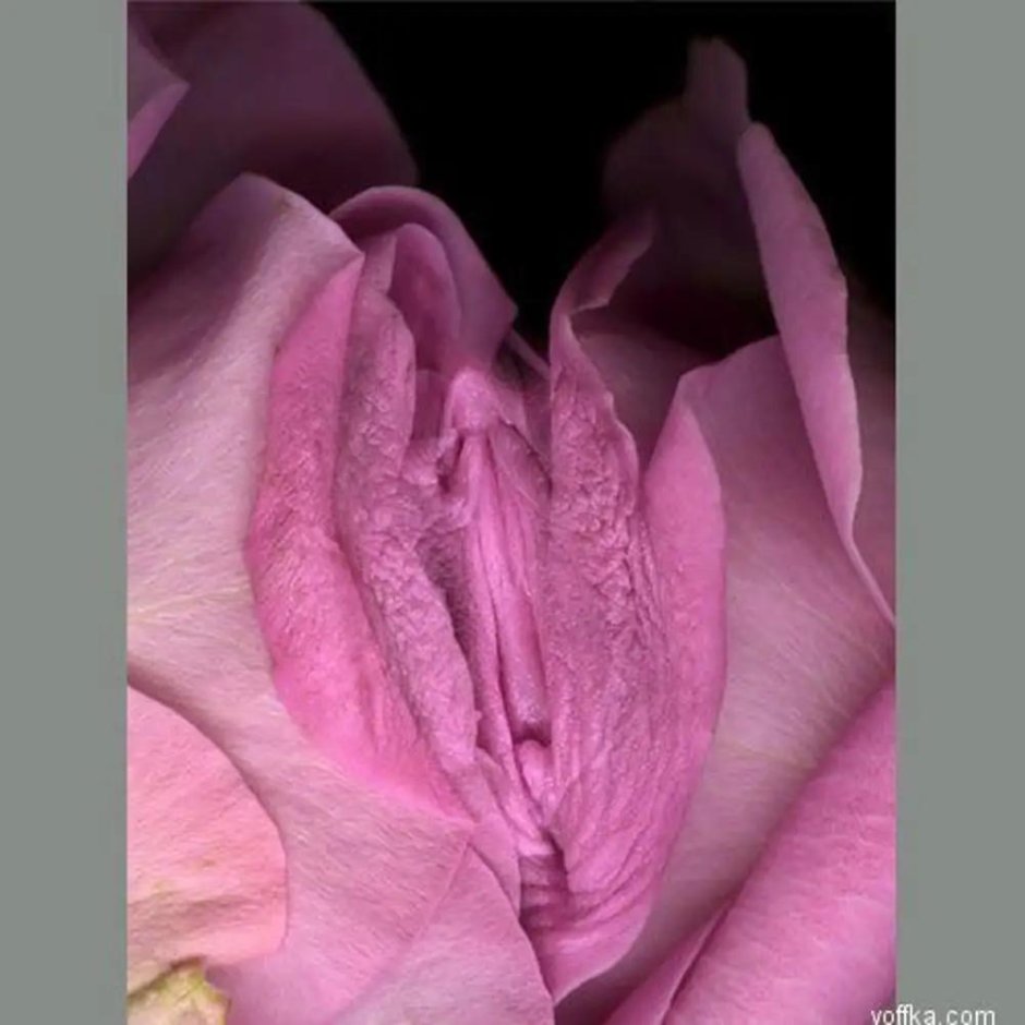 Цветок похожий на влагалище