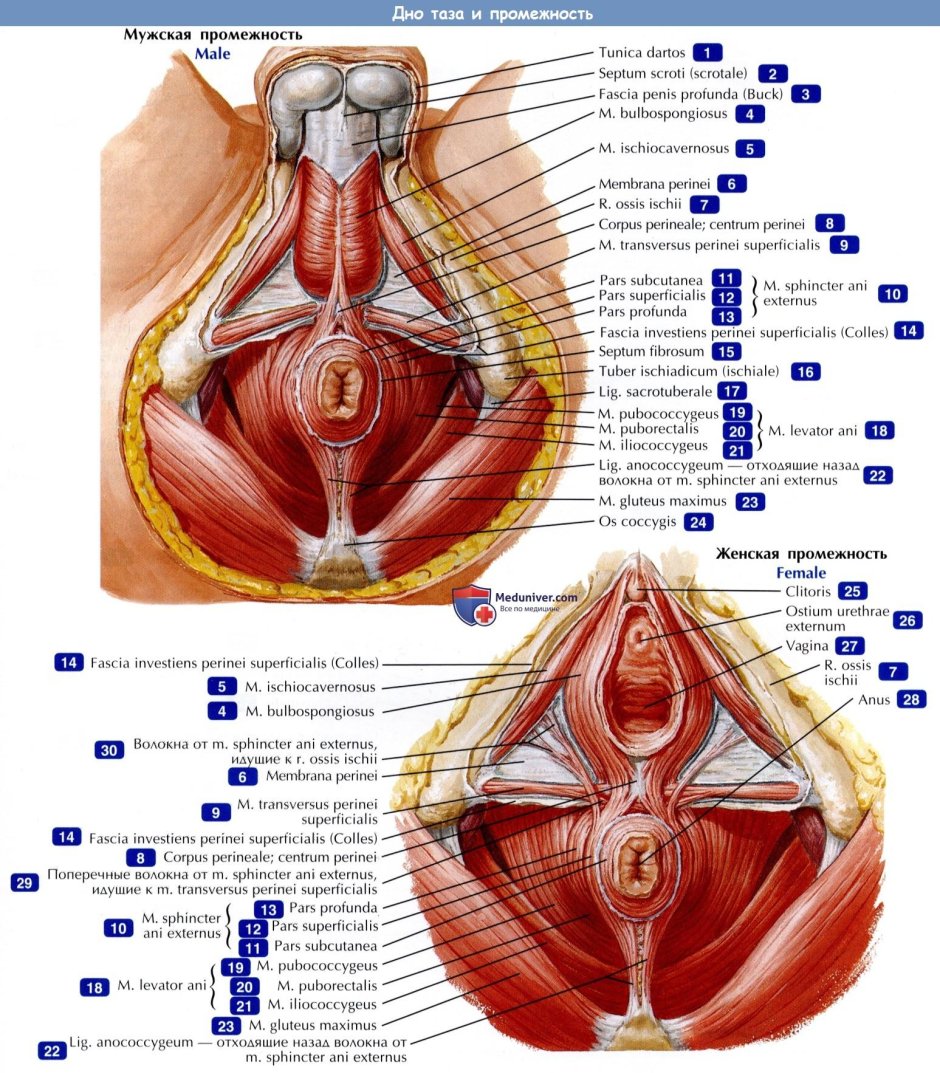 Промежность женская анатомия