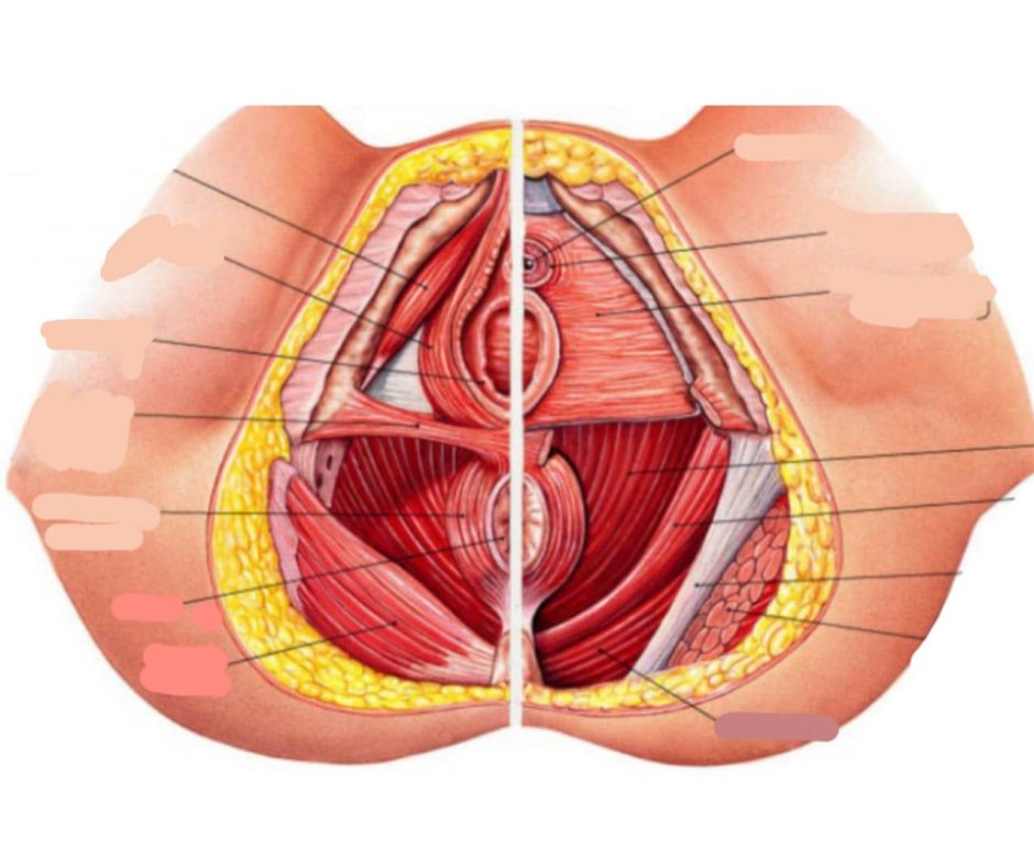 Строение женского полового органа анатомия