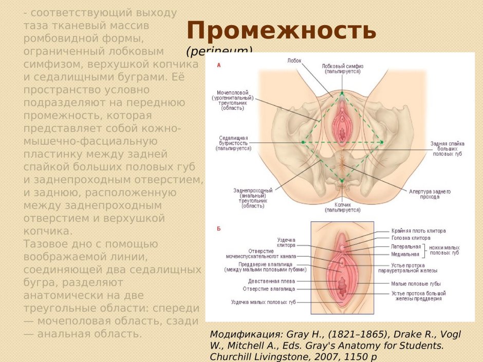 Женские половые органы наружные