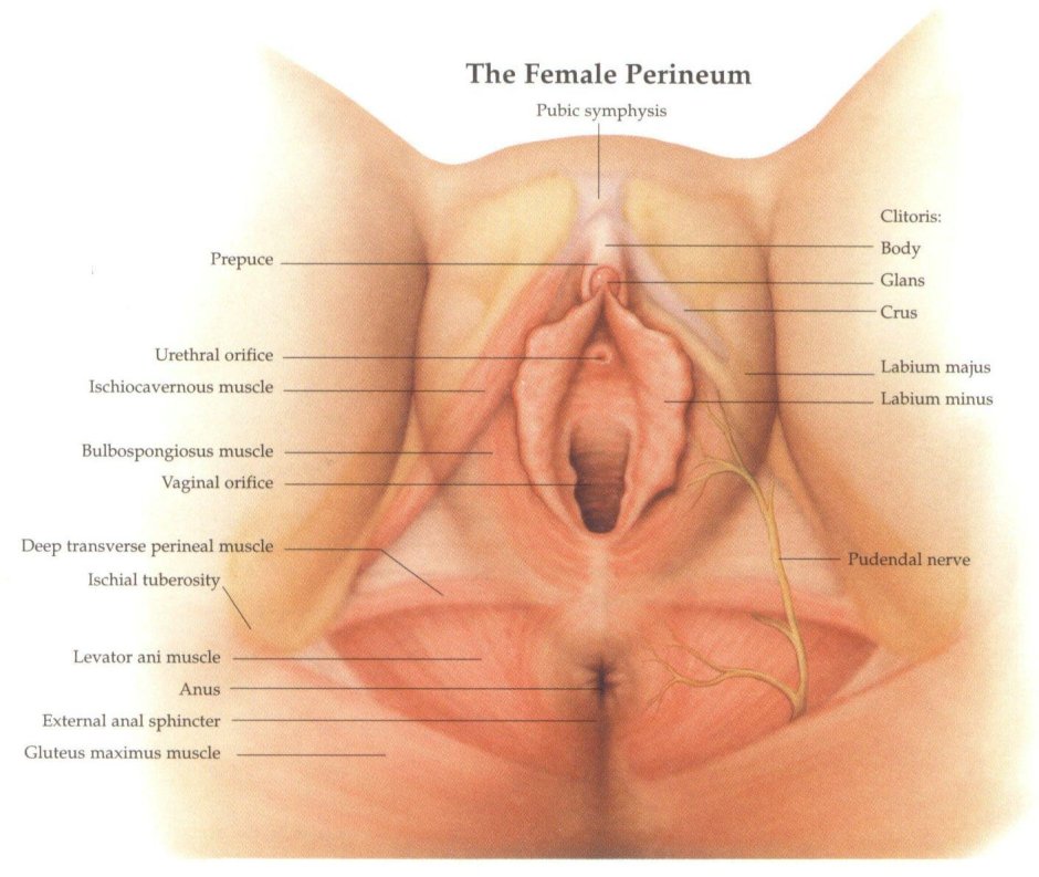 Женская промежность строение