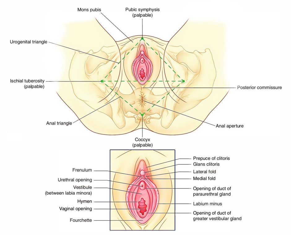 Анатомия женская половая/система промежность