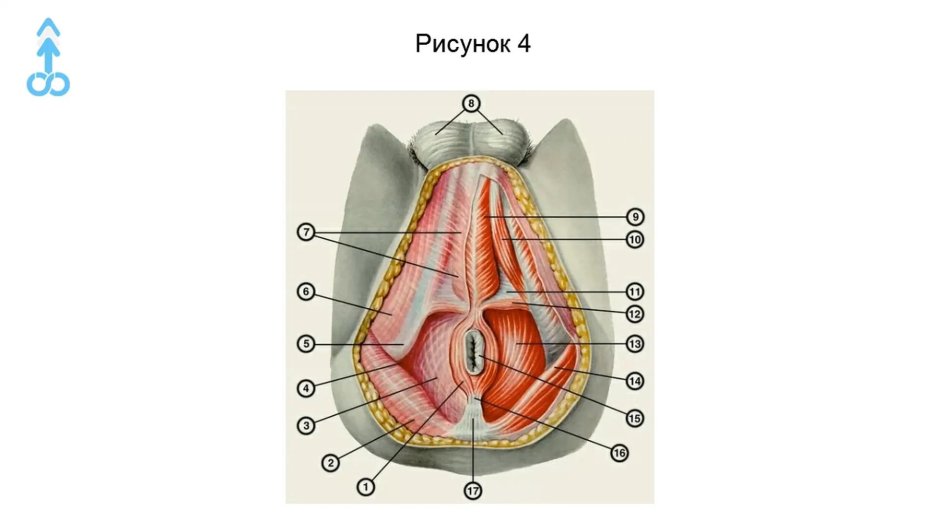 Мышцы и фасции промежности мужчины