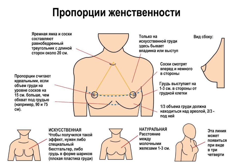 Сформированная женская грудь