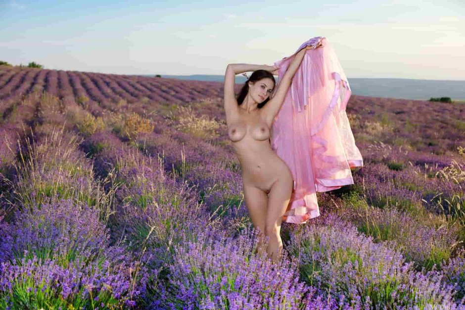 Лавандовое поле