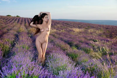 Лавандовое поле