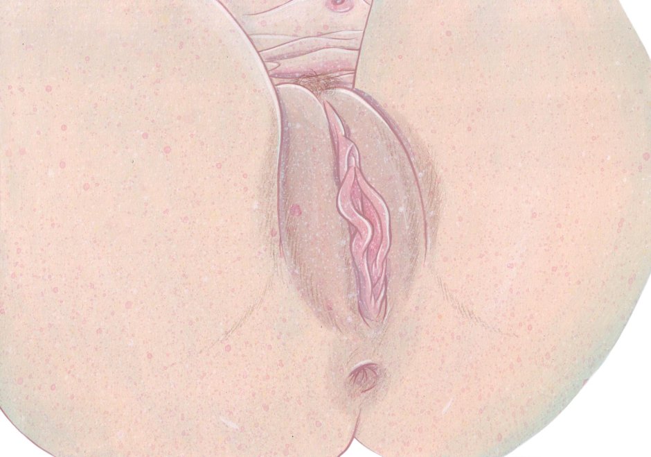 Вульва и вагина