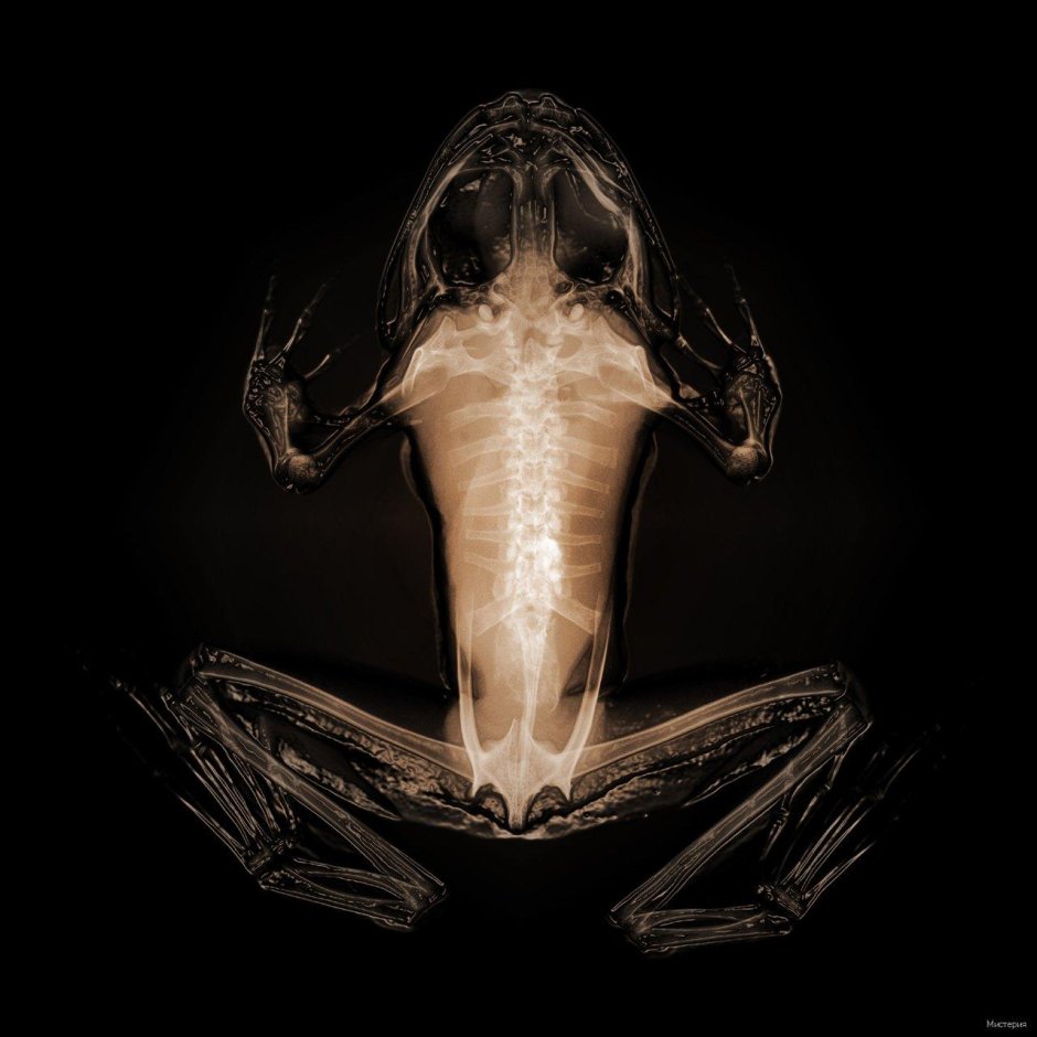 Рентгеновские снимки животных