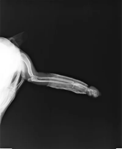 Рентген задней лапы собаки норма