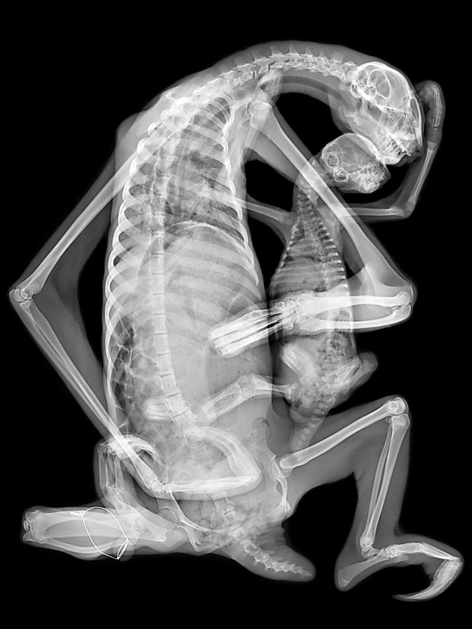 Рентген животных