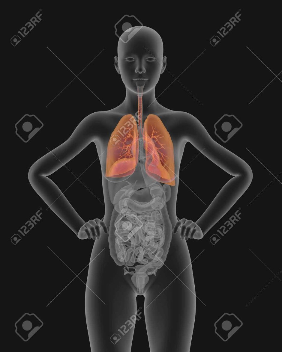 Легкие человека анатомия